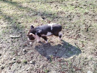 Kune Kune - 8