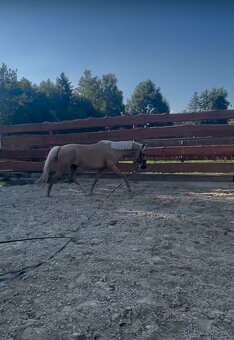 Pony do sportu - 8