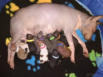 Americký bezsrstý teriér FCI - 8