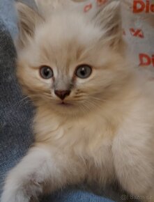 Maciatka ragdoll na odber - 8