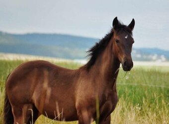 LUSITANO klisna s PP nar.v ČR - 8