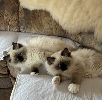 Ragdoll Koťata s PP - 8