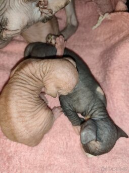 Kanadský sphynx - 8