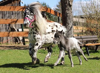 ATRAKTIVNÍ minihorse hřebeček - 8