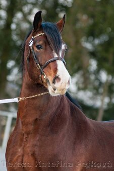 Připouštění Welsh cob v AP - 8