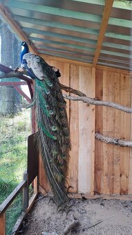 Páv, Páv korunkatý, Páv modrý - 8