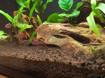 Xiaomi Mijia Smart Fish Tank MYG100 - nové akvarium 20l - 8