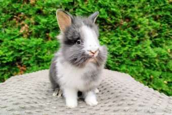 Zakrslý králík, králíček-(lvíček)-TIMMY - 8