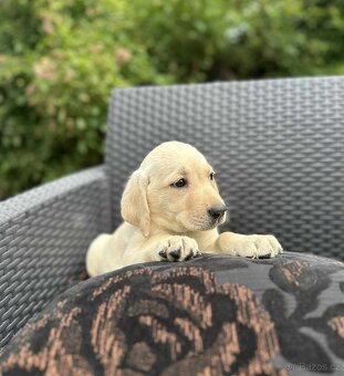 štěňata labrador a Bílá Fenka – připravena k odběru - 8
