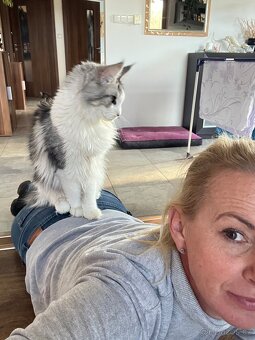 Mainská mývalí kočička s PP - 8