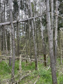 Prodám lesní pozemky v k.ú. Hradiště u Domažlic - 8