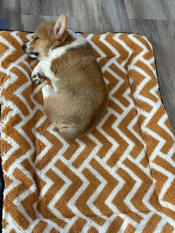 welsh corgi pembroke - 8