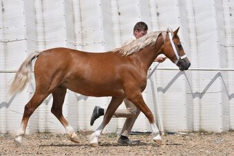 Welsh Cob klisna - 8 let - 8