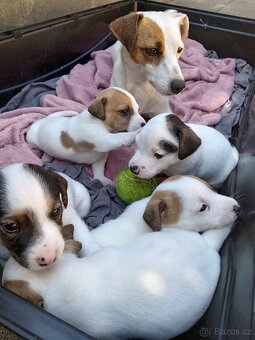 Jack russel teriér - 8