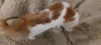 Mainska myvalia Mainne coon Mco - 8