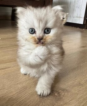 Britská koťátka - 8