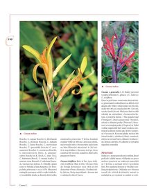 Encyklopedie tulipánů, hyacintů, begonií a dalších ..rostlin - 8