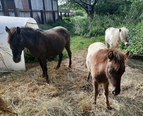 Pony,minihorse - 8