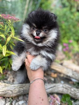 Pomeranian - 8