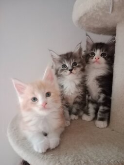 Mainská mývalí koťátka - 8