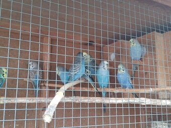 Letošní andulky - okroužkované - 8