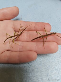 Pakobylka rohatá strašilky - 8