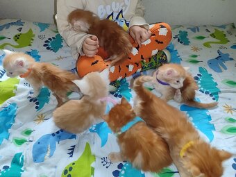 Mainská mývalí bez pp - 8