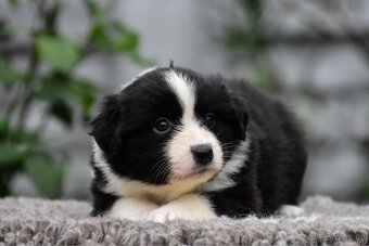 Miniaturní americký ovčák - 8