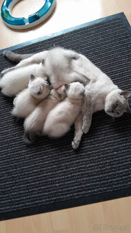 Britský kocour ke krytí - 8