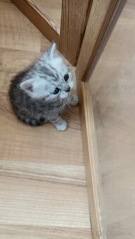 Britská whiskas koťátka s PP - 8