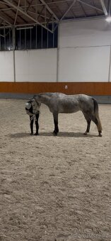 7 letý Valach po Cohinoor VDL - 8