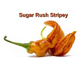 Chilli papričky - Habanero, Jalapeño, Sugar Rush Stripey - 8