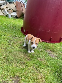 Jack Russell - 8