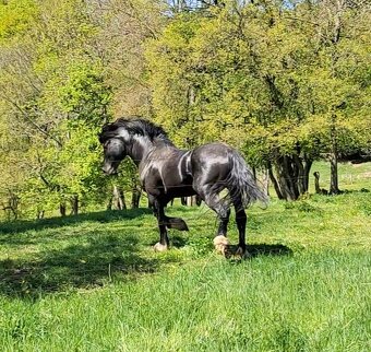 Welsh cob připouštění - 8