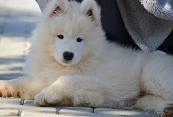 Samojed s FCI PP - LA TORRE ROJA - 8
