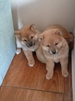 Predám šteniatka Shiba inu - 8