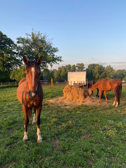 Aktivní ustájení - 8