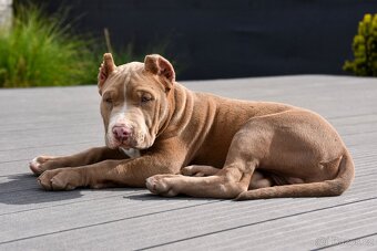 American Bully šteniatka s pp na predaj - 8