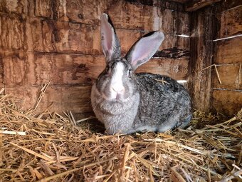 Beran x Liptovský lysko - 8