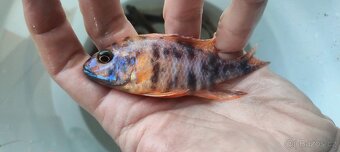 Tlamovci Malawi 15 - 8