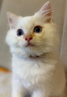 Ragdoll kocourek Imail - 8