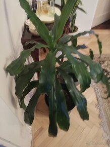 Tlustice symbol bohatství - 8