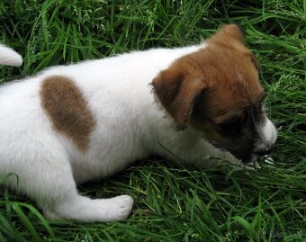 Jack Russell teriér– poslední fenka a 2 pejsci s PP k odběru - 8