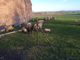 Prodám masná jehňata - 8