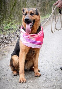FIBI K ADOPCI - HODNÉ ZLATÍČKO, ZASLOUŽÍ SI MILUJÍCÍ RODINU - 8