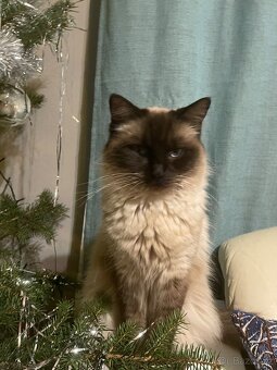 Ragdoll křížený kocourek - 8