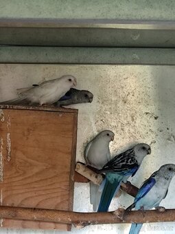 Rosela pestrá modrá na/ino - 8