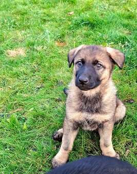 Štěňata Německý ovčák s PP - 8