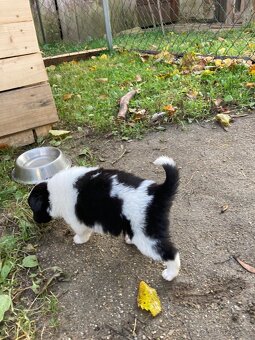 štěňata border kolie - 8