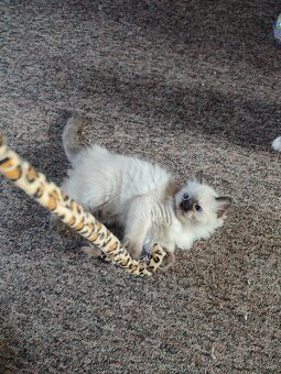 Ragdoll koťátka bez PP - 8